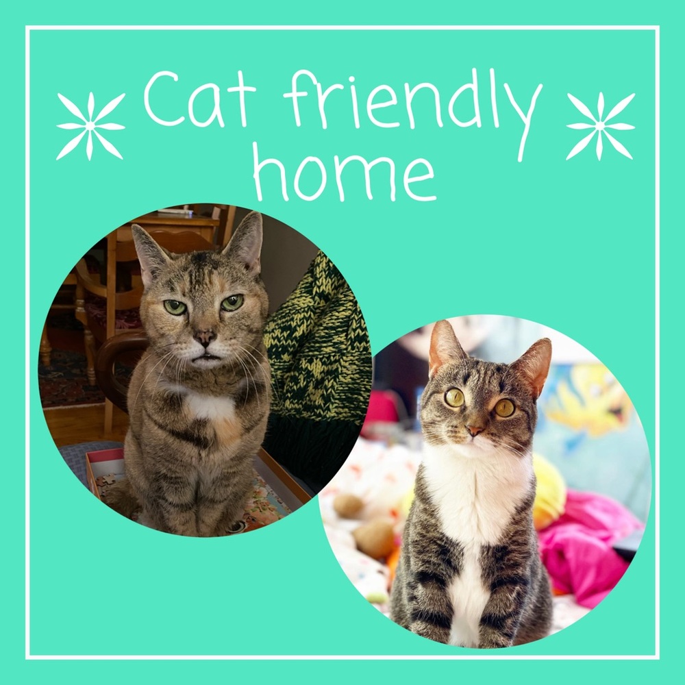 Items ship from a home with cats